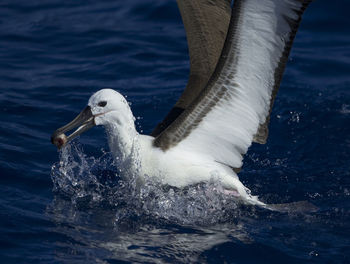 Swan swimming in lake