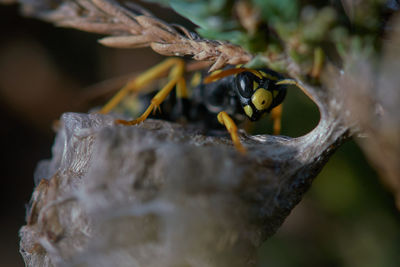 Close-up of bee on leaf