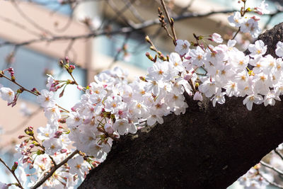 Close-up of cherry blossoms on tree