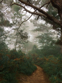 Trees growing in forest