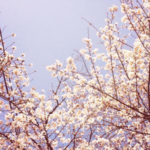 Low angle view of cherry blossom tree