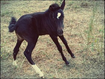 Horse on field