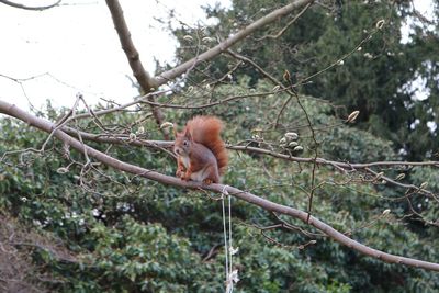 Close-up of squirrel on tree branch