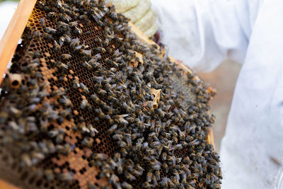 Woman in a suit for bees