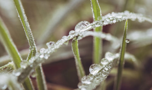 Close-up of wet plant during winter