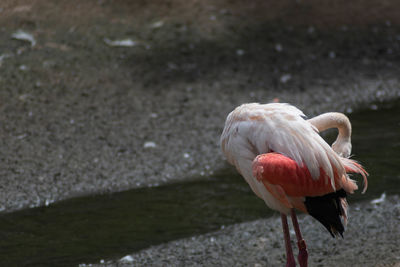 Close-up of a greater flamingo