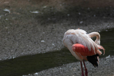 Close-up of a bird