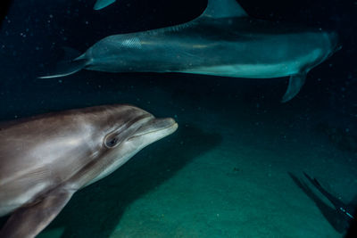 Dolphins swimming in the red sea, eilat israel a.e