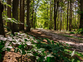 Trees in forest