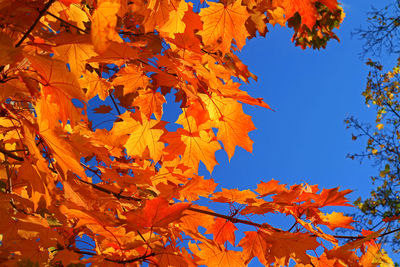 Low angle view of maple tree against blue sky