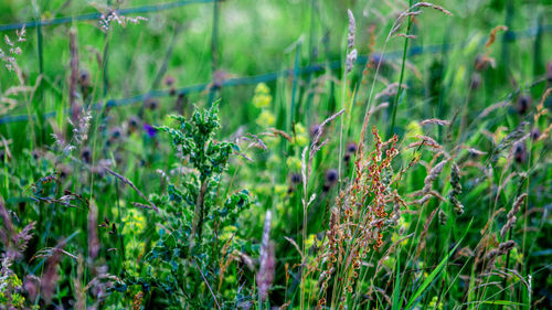 Flowering plants on field