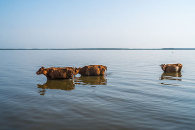 Horses in a lake