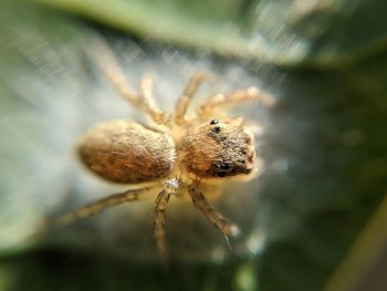 Close-up of spider