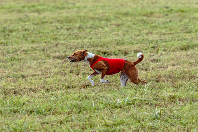 Running basenji dog in red jacket across the meadow on lure coursing competition