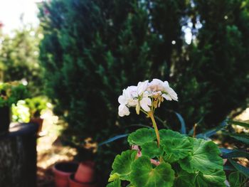 Close-up of white flowering plant