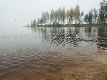 Swan swimming in lake against sky