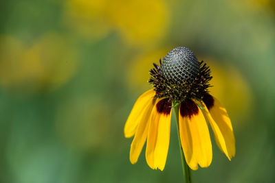 Close-up of yellow flower