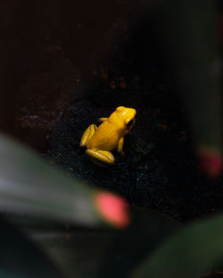 Close-up of frog in water