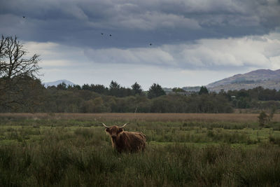 Highland cattle standing on field against sky