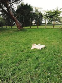 Dog on field against trees