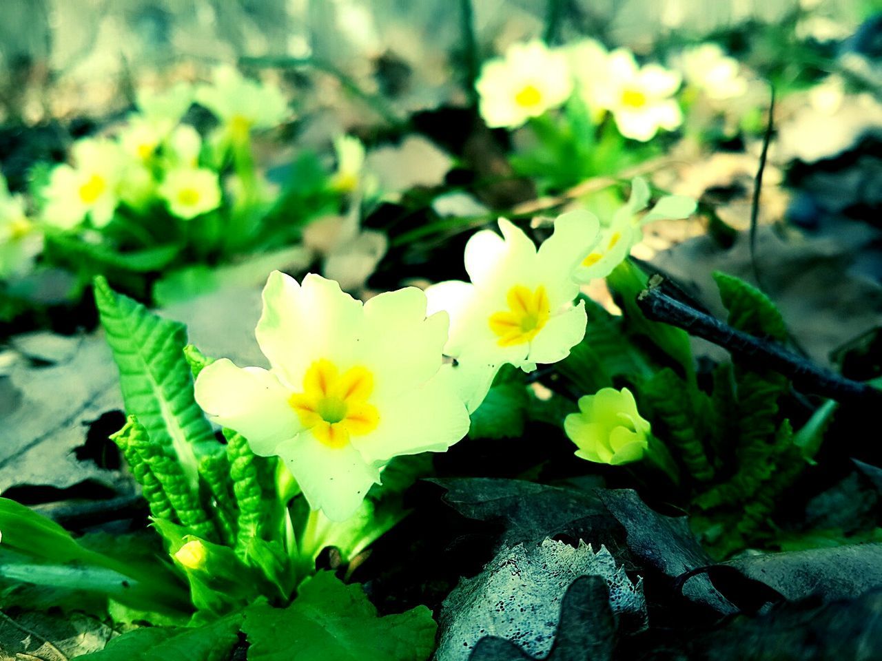 flower, petal, yellow, freshness, fragility, flower head, growth, blooming, plant, beauty in nature, focus on foreground, nature, close-up, white color, in bloom, high angle view, leaf, stem, day, pollen