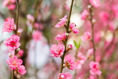 Close-up of pink flowers