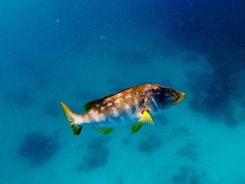 Close-up of fish underwater