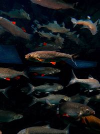 High angle view of koi carps swimming in sea