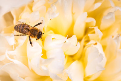 Honey bee on bright white yellow peony flower, close up of bee at work polinating the flower. 