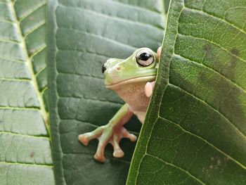 Close-up of frog on leaf