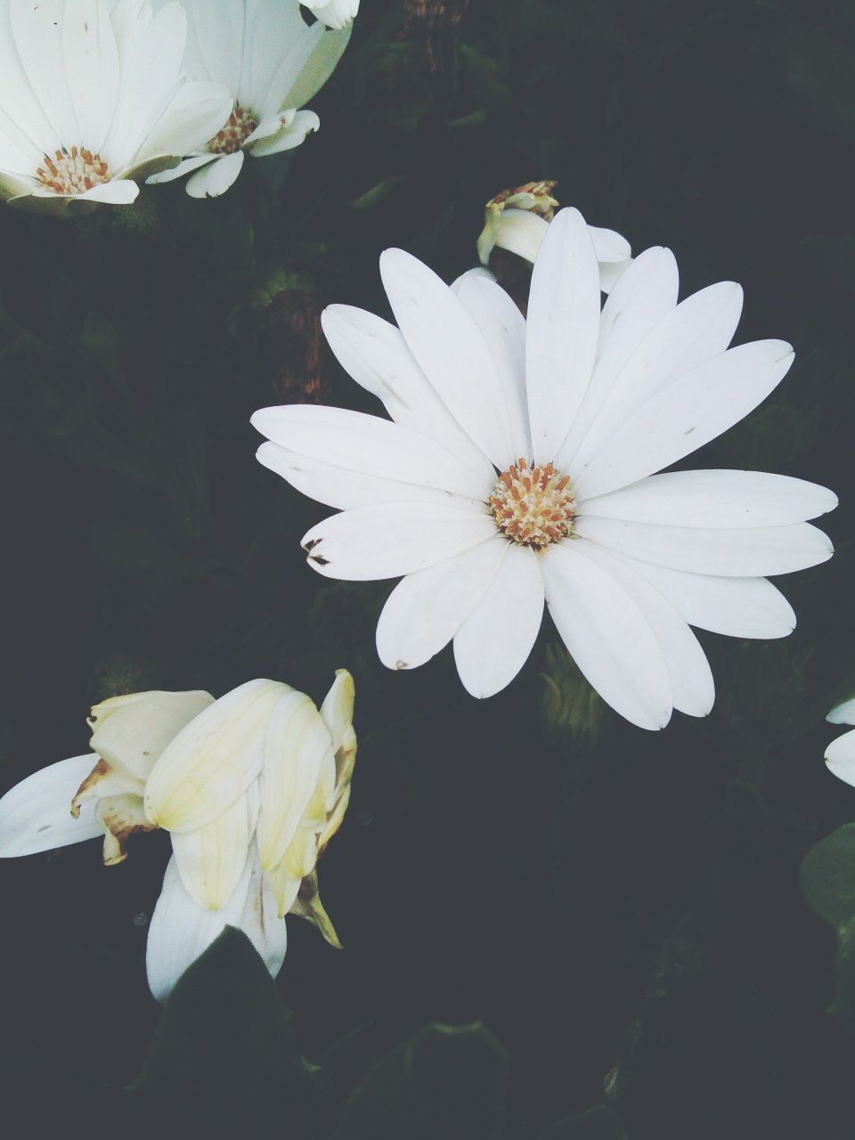 flower, petal, flower head, freshness, fragility, white color, growth, pollen, beauty in nature, blooming, close-up, single flower, nature, plant, high angle view, stamen, in bloom, focus on foreground, white, leaf