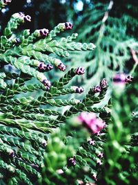 Close-up of pink flowering plant