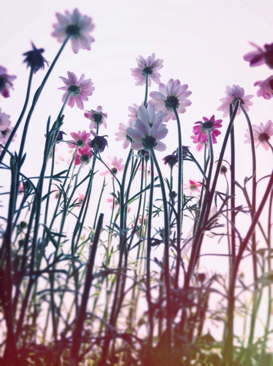 flower, freshness, fragility, growth, plant, pink color, beauty in nature, petal, nature, blooming, flower head, low angle view, focus on foreground, close-up, in bloom, day, stem, outdoors, no people, sunlight