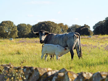 Cow on field against sky