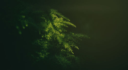 View of tree at night