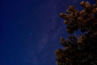 Low angle view of tree against sky at night
