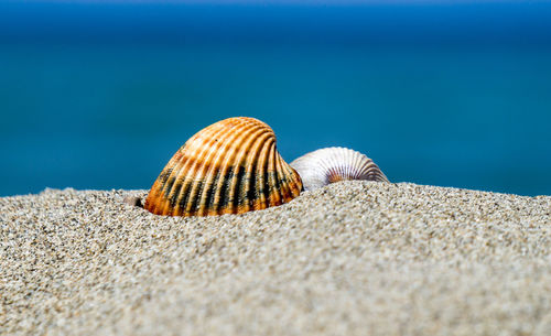 Close-up of crab on sand at beach