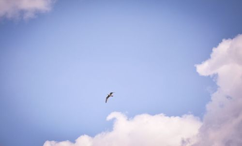 Low angle view of eagle flying against sky