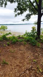 Plants by trees against sky