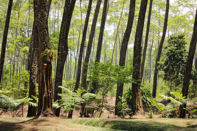 Trees in forest