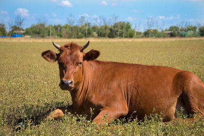 Cow in a field