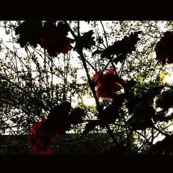 tree, no people, leaf, red, nature, growth, outdoors, day, branch, low angle view, beauty in nature, close-up, freshness, greenhouse