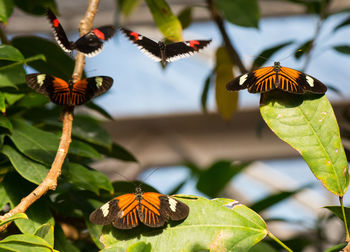 Butterfly on flower