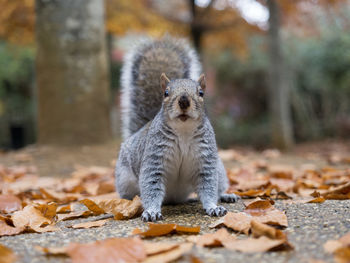 Close-up of squirrel