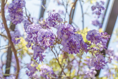 Close-up of purple flowering plants.purple flowers wisteria flowers 