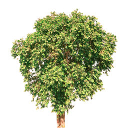 Close-up of leaves against white background