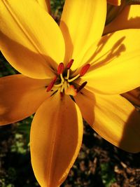 Close-up of yellow flowering plant