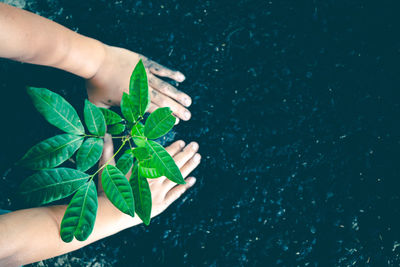 High angle view of hand holding leaves in swimming pool