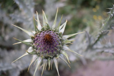 Close-up of purple thistle flower