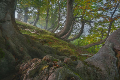 Trees growing in forest
